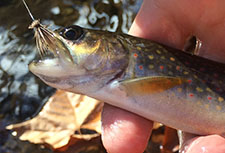 Allegany State Park trout