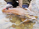 Lake Erie watershed trout