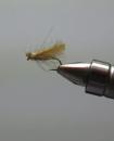 CDC Caddis